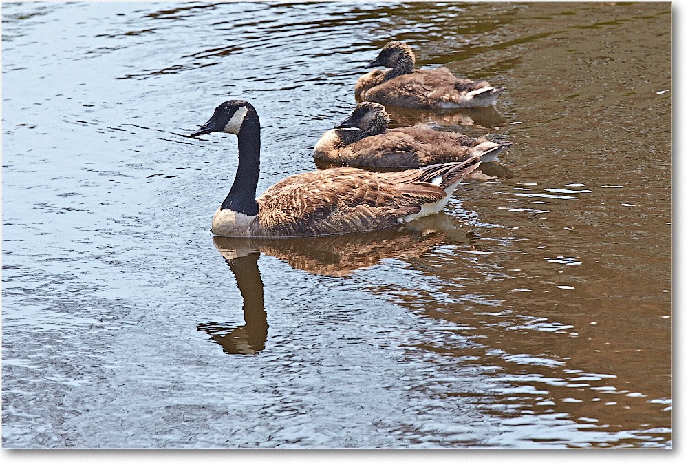 CanadaGeese-Chincoteague-2014June_2DXA0486 copy