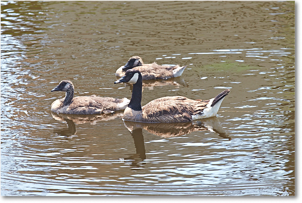 CanadaGeese-Chincoteague-2014June_2DXA0488 copy