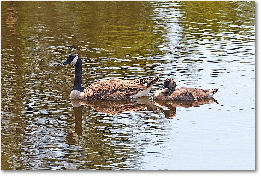 CanadaGeese-Chincoteague-2014June_2DXA0500 copy