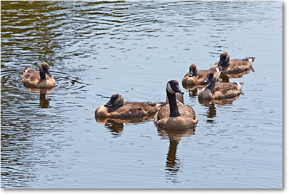 CanadaGeese-Chincoteague-2014June_2DXA0501 copy