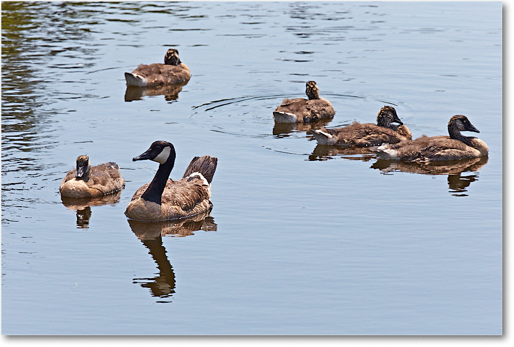 CanadaGeese-Chincoteague-2014June_2DXA0508 copy
