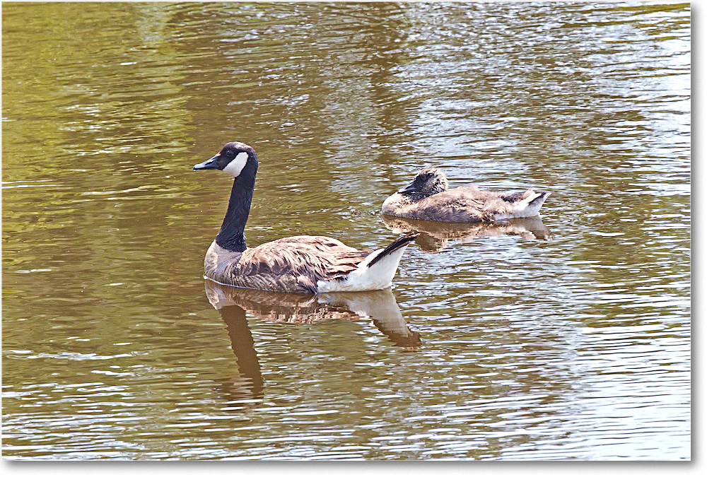 CanadaGeese-Chincoteague-2014June_2DXA0517 copy