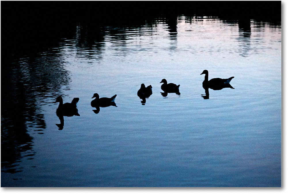 CanadaGeese-Chincoteague-2014June__S3A8035 copy