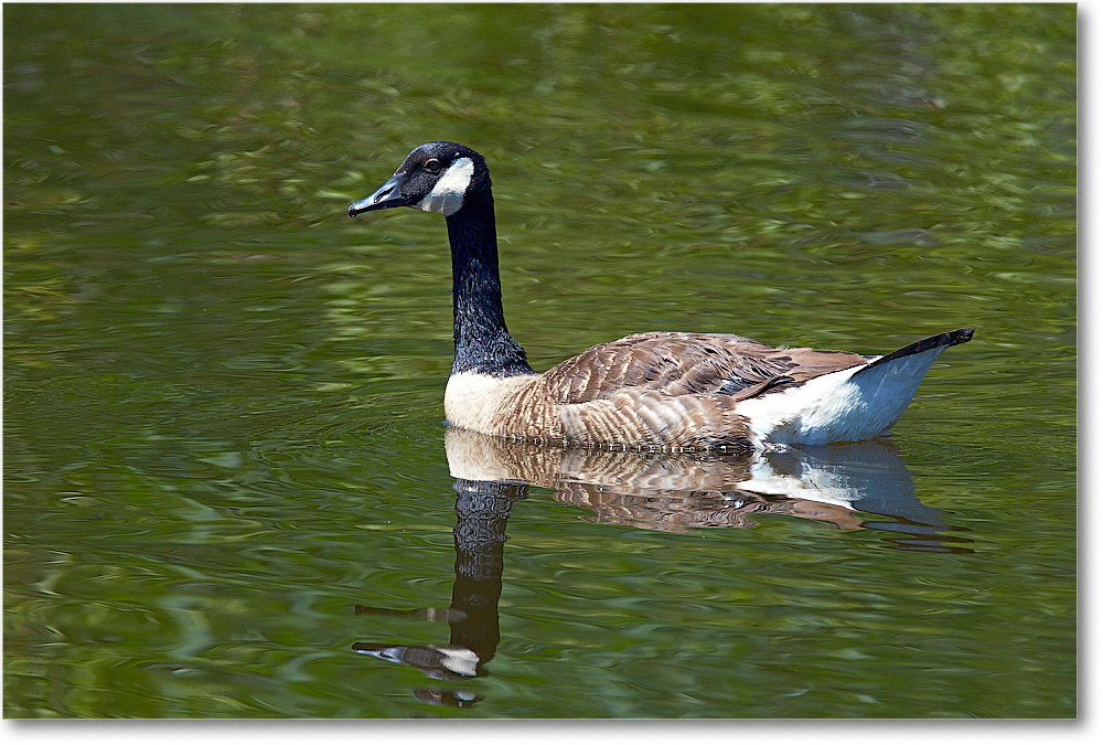CanadaGoose-Chincoteague-2014June_1DXA0640 copy