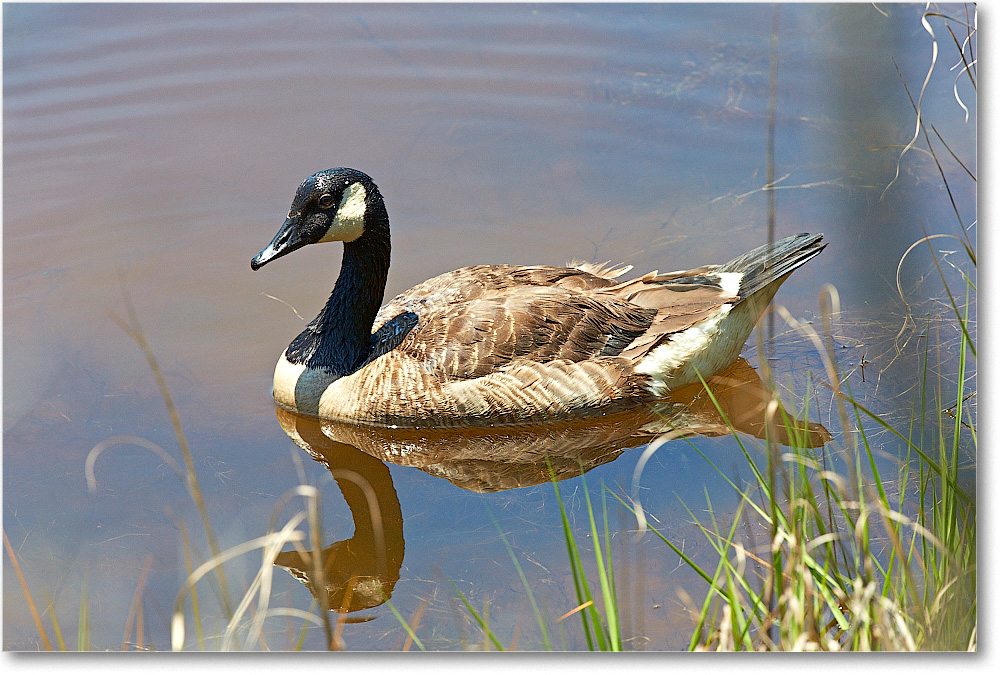 CanadaGoose-Chincoteague-2014June_2DXA0475 copy