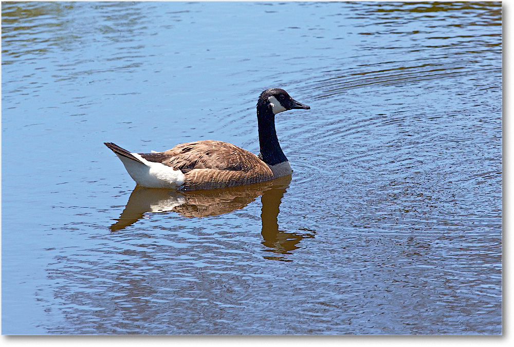 CanadaGoose-Chincoteague-2014June_2DXA0477 copy