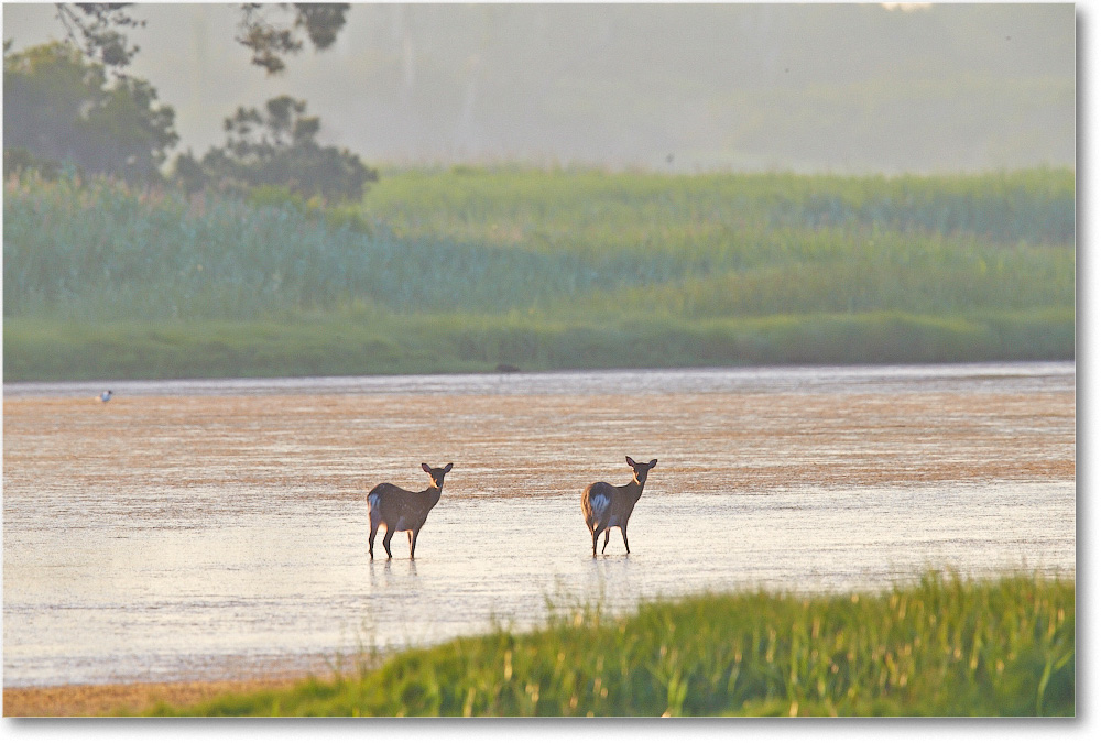 Deer-ChincoteagueNWR-2014June_1DXA0759 copy