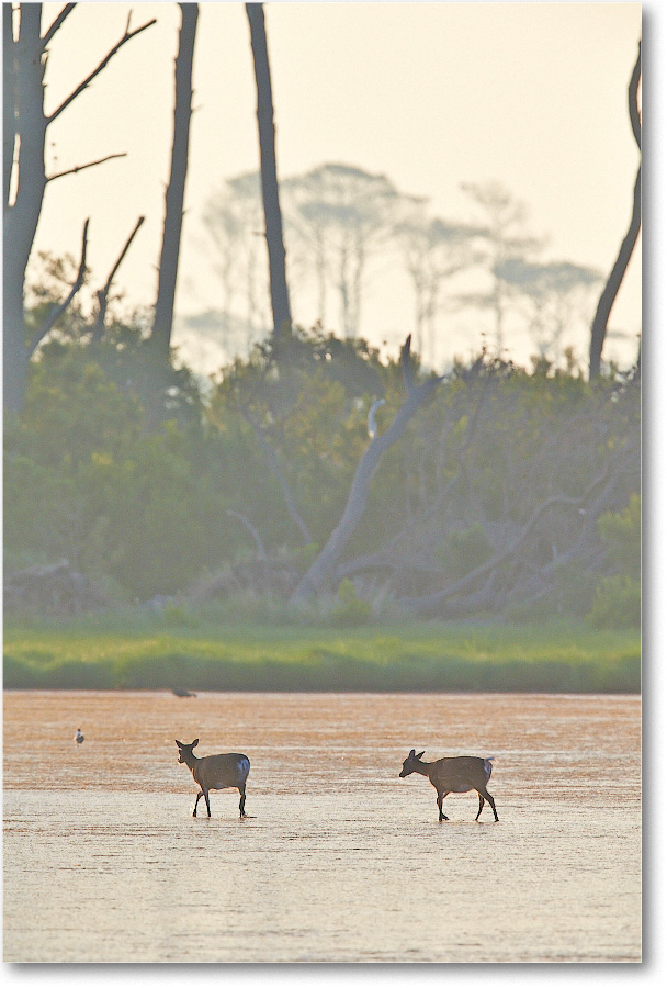 Deer-ChincoteagueNWR-2014June_1DXA0765 copy