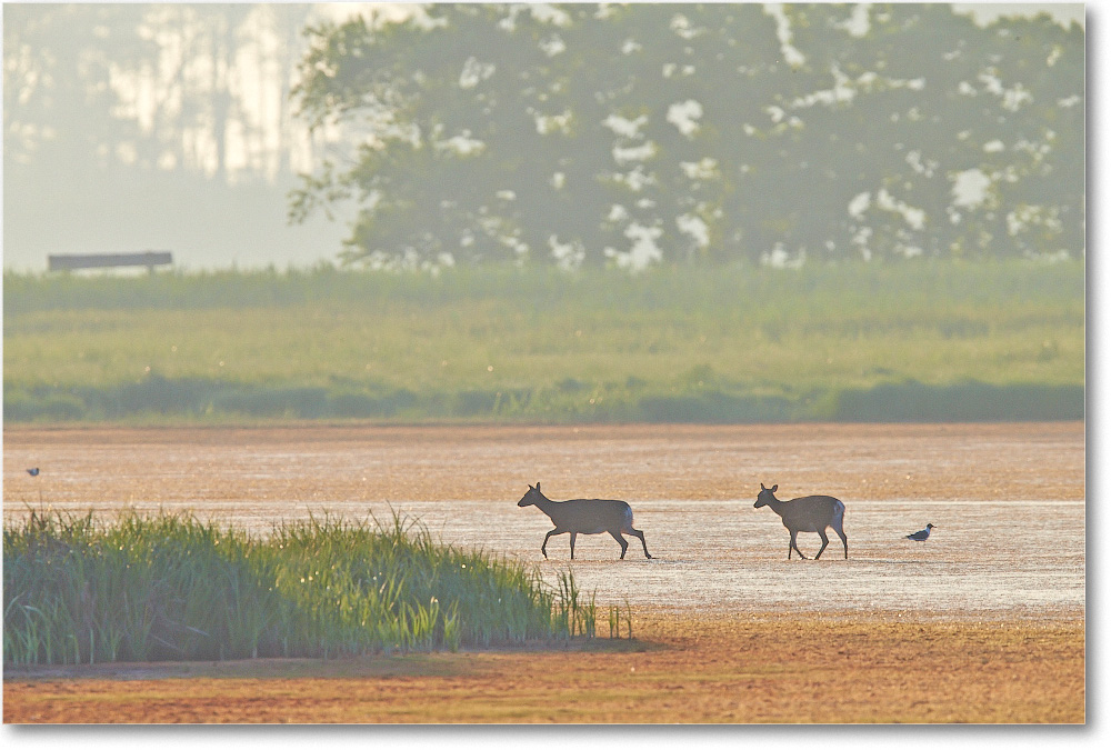 Deer-ChincoteagueNWR-2014June_1DXA0768 copy