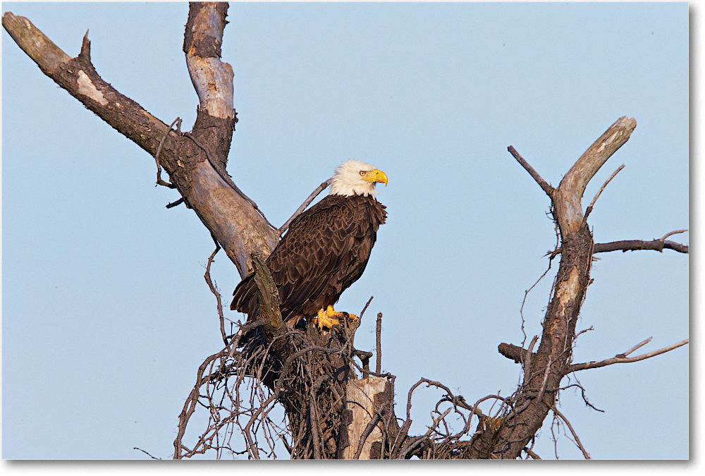 Eagle-Assateague-2014June_1DXA0554 copy