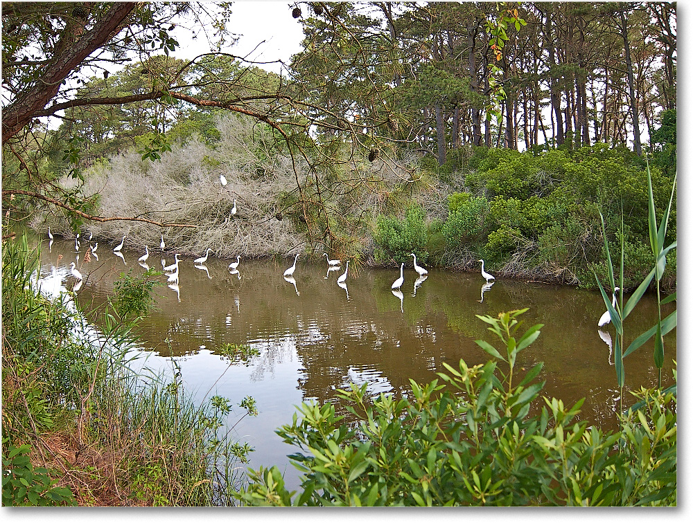 EgretAlley-ChincoteagueNWR-2014June_IMG_2767 copy