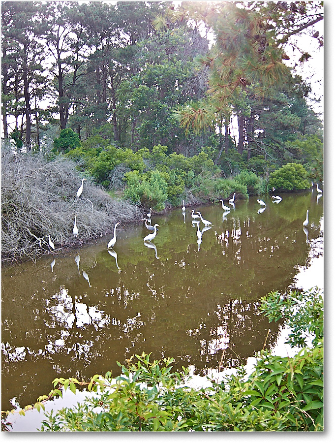 EgretAlley-ChincoteagueNWR-2014June_IMG_2771 copy