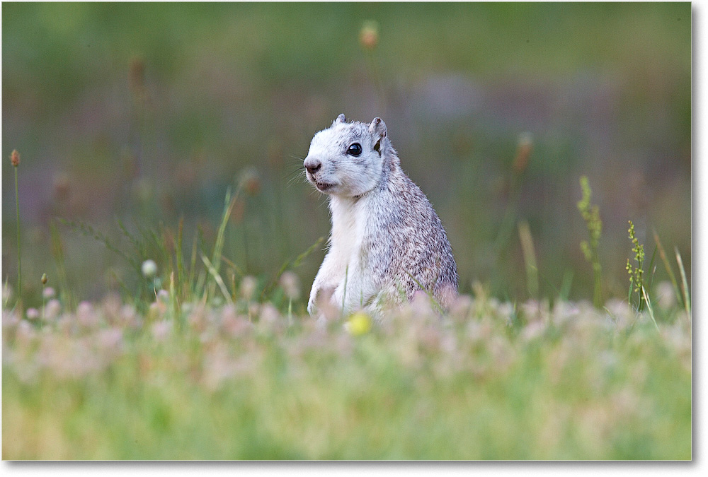 FoxSquirrel-ChincoteagueNWR-2014June_1DXA0744 copy