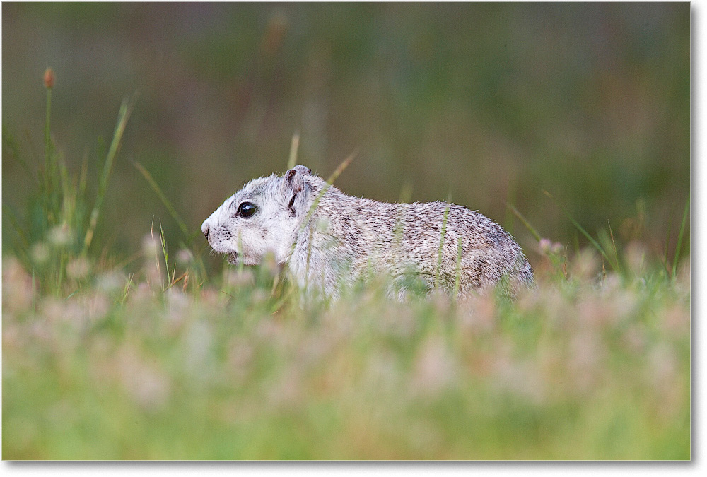 FoxSquirrel-ChincoteagueNWR-2014June_1DXA0747 copy