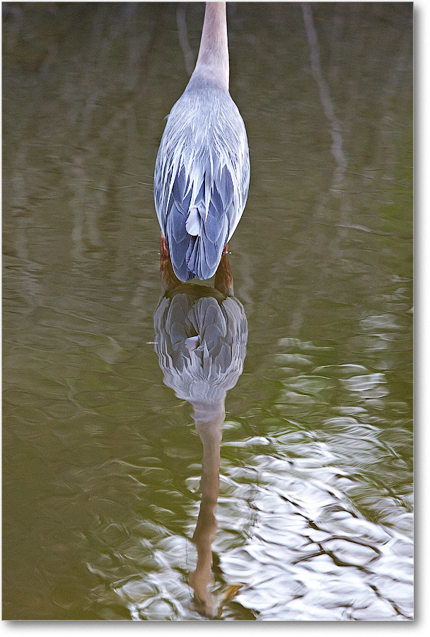 GreatBlueHeron-Chincoteague-2014June_1DXA1201 copy