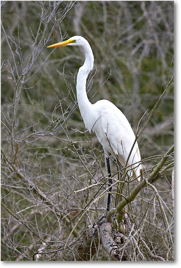 GreatEgret-Chincoteague-2014June_1DXA0958 copy