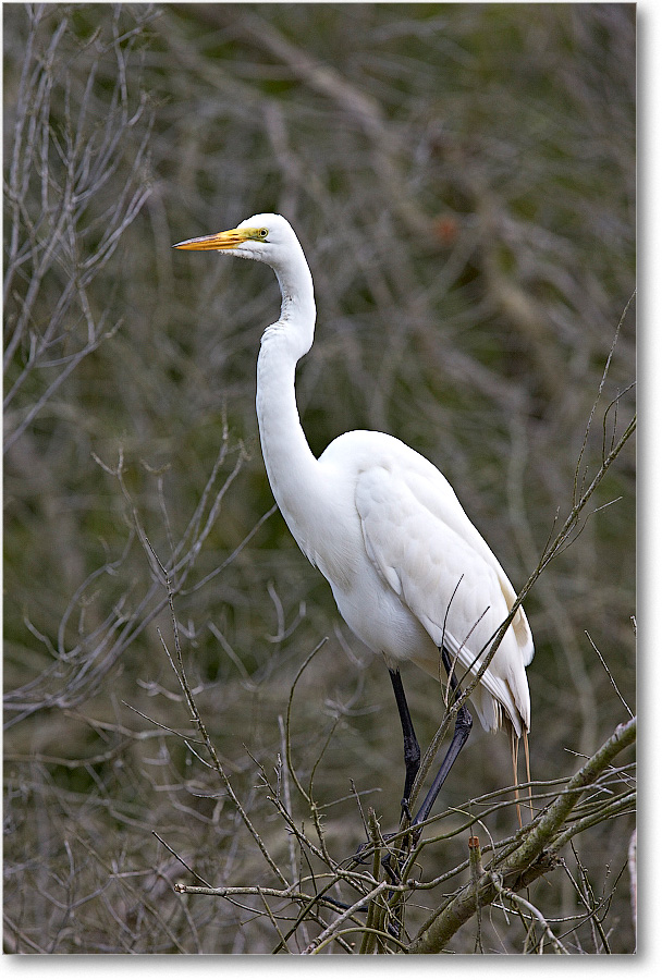 GreatEgret-Chincoteague-2014June_1DXA0973 copy