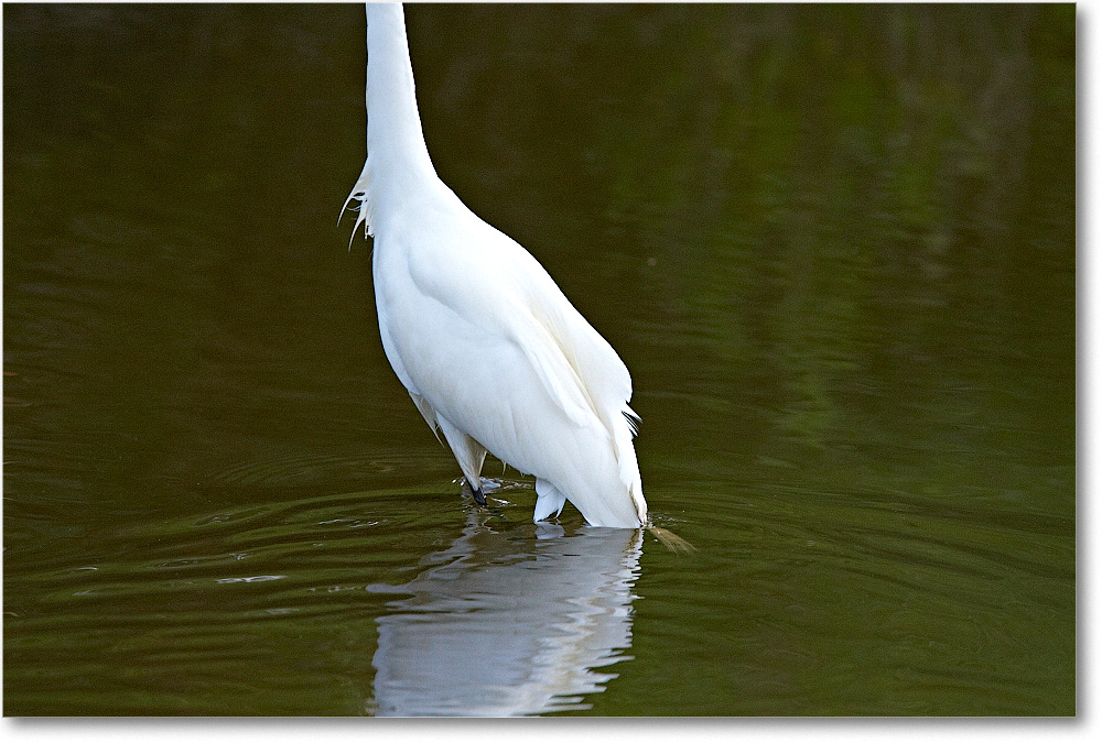 GreatEgret-Chincoteague-2014June_1DXA1060 copy