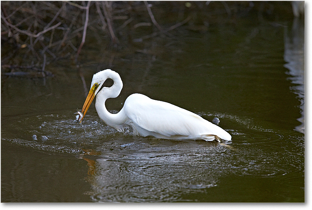 GreatEgret-Chincoteague-2014June_1DXA1064 copy