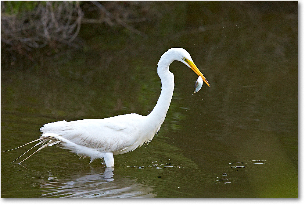 GreatEgret-Chincoteague-2014June_1DXA1095 copy