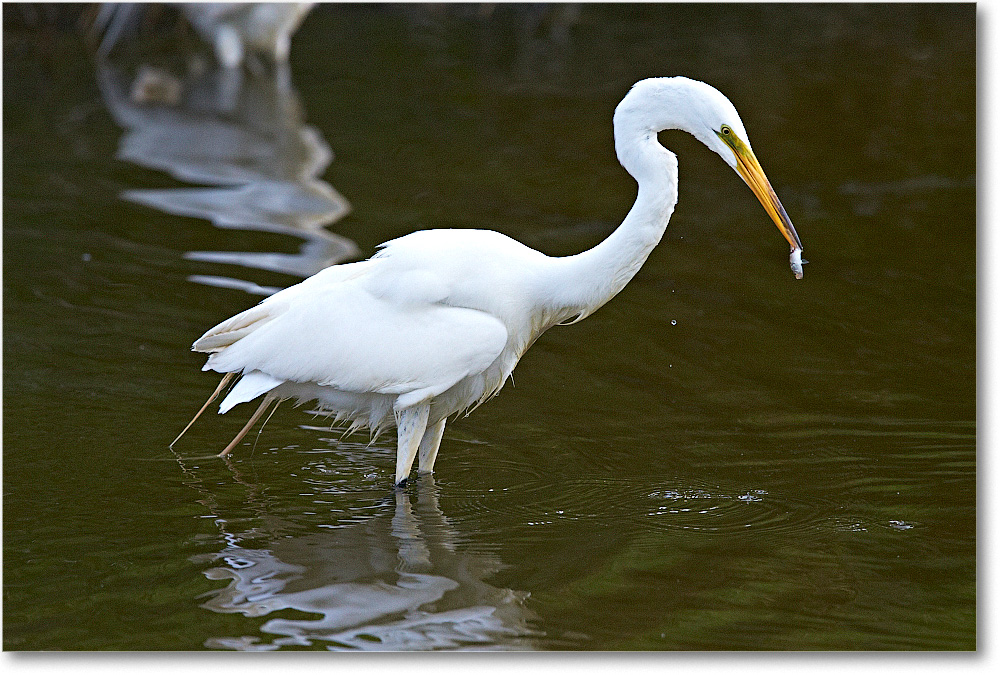 GreatEgret-Chincoteague-2014June_1DXA1125 copy