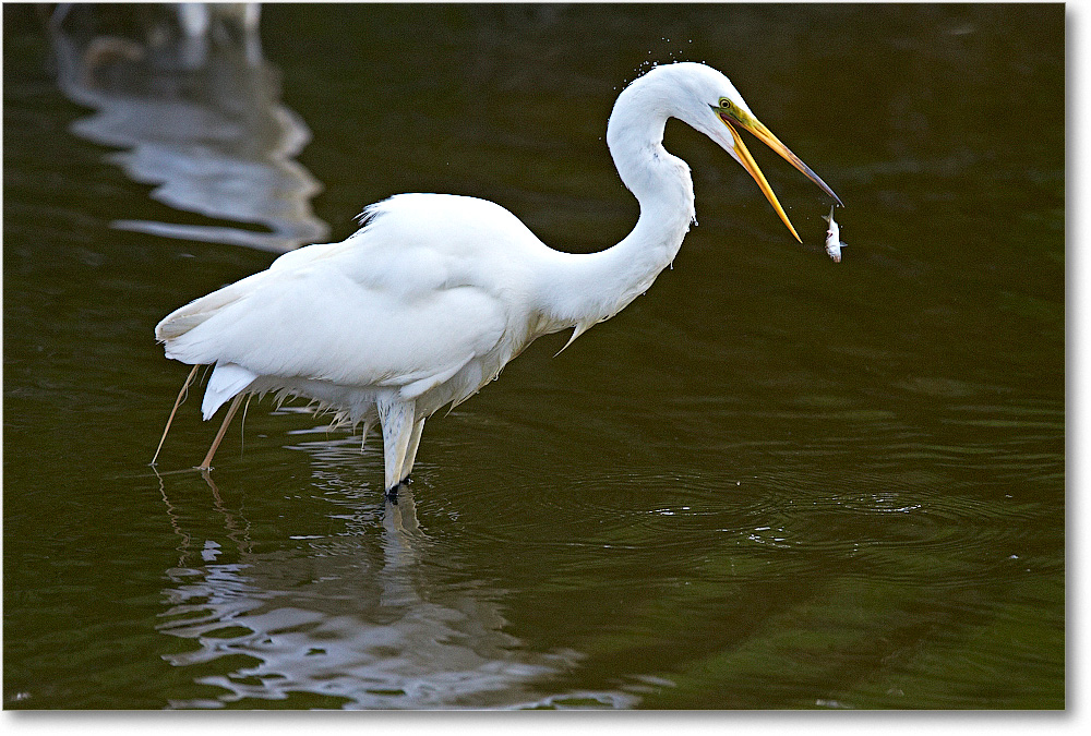 GreatEgret-Chincoteague-2014June_1DXA1128 copy