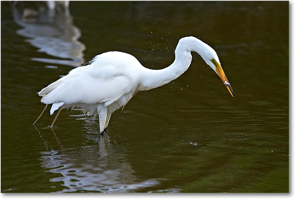 GreatEgret-Chincoteague-2014June_1DXA1129 copy