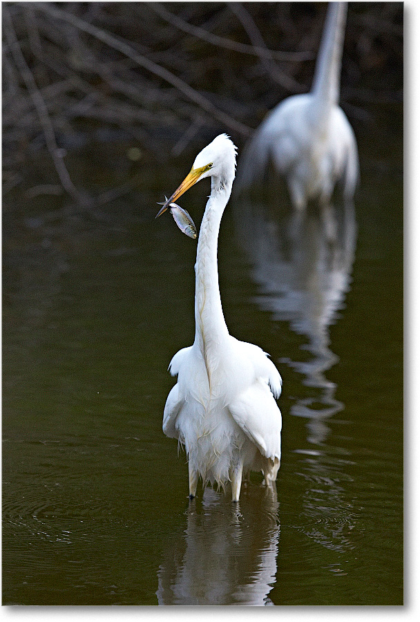 GreatEgret-Chincoteague-2014June_1DXA1150 copy