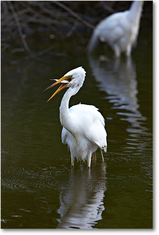 GreatEgret-Chincoteague-2014June_1DXA1155 copy