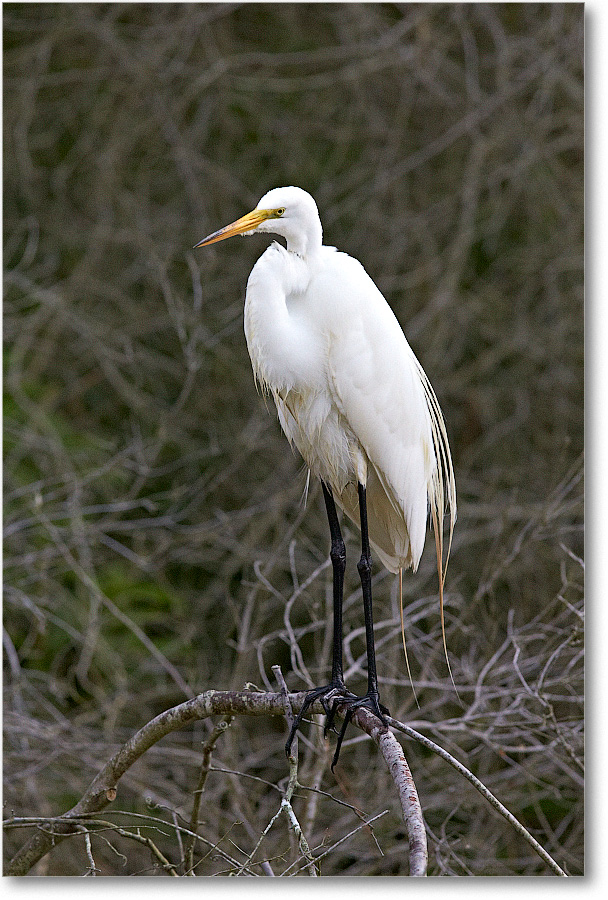 GreatEgret-Chincoteague-2014June_1DXA1178 copy