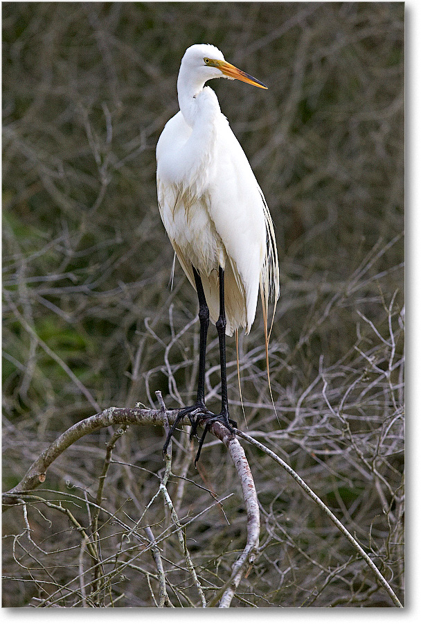 GreatEgret-Chincoteague-2014June_1DXA1182 copy