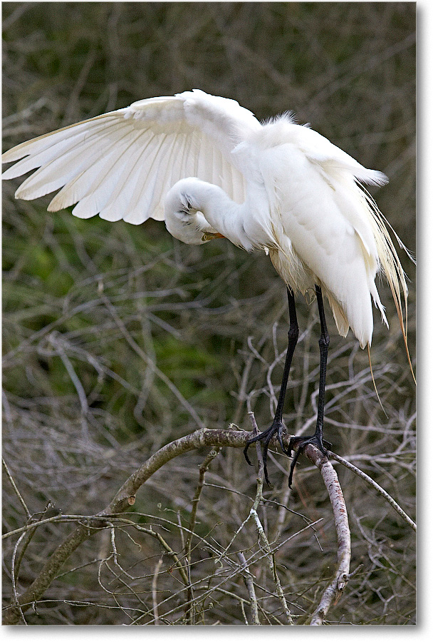 GreatEgret-Chincoteague-2014June_1DXA1188 copy