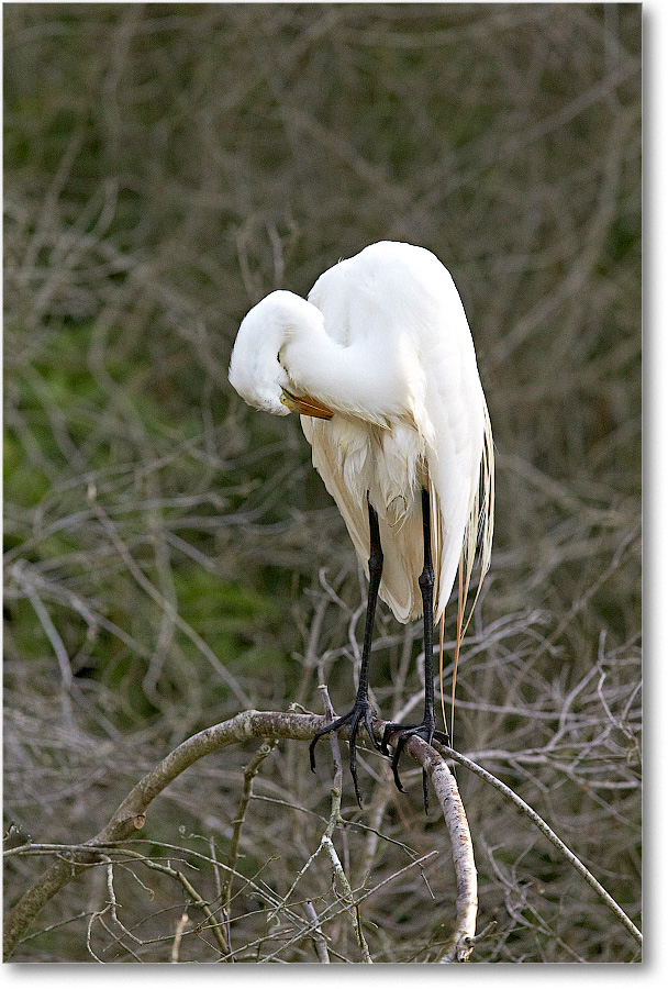 GreatEgret-Chincoteague-2014June_1DXA1197 copy