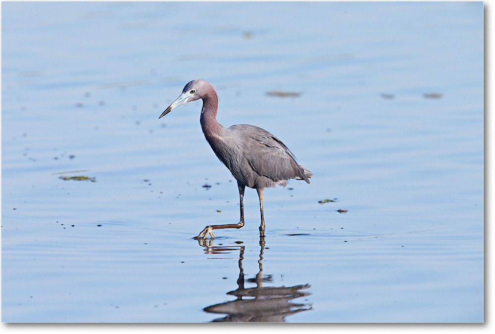 LittleBlueHeron-Chincoteague-2014June_1DXA0679 copy