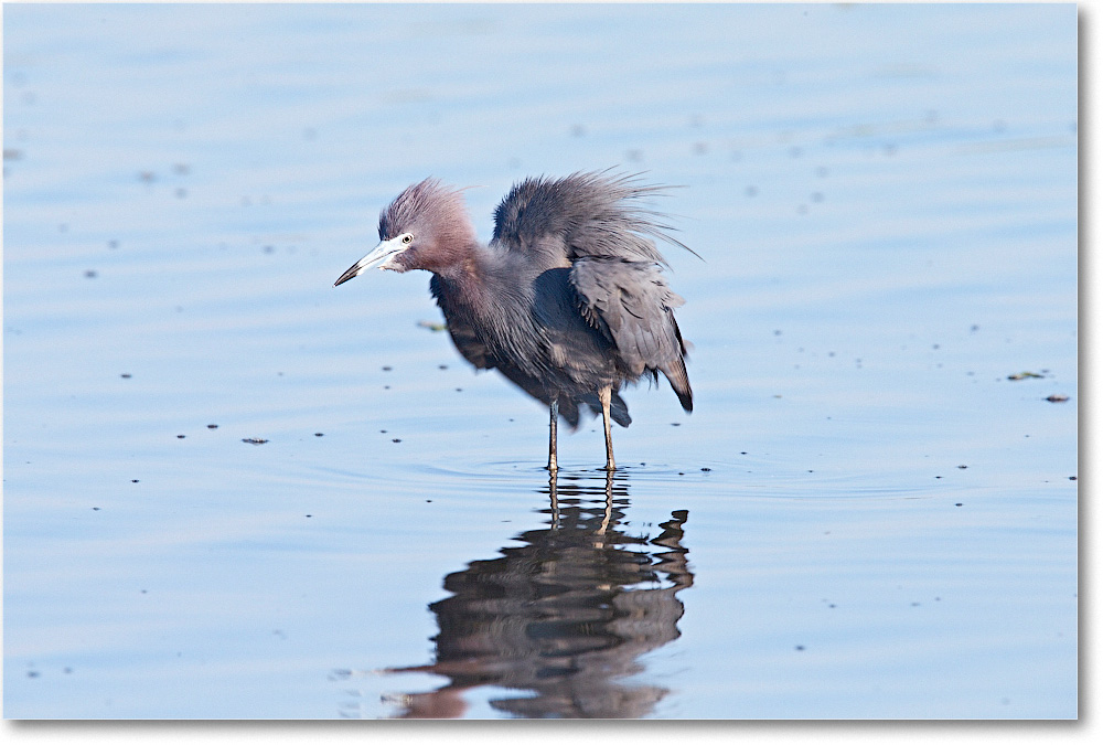 LittleBlueHeron-Chincoteague-2014June_1DXA0682 copy