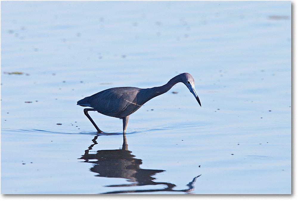 LittleBlueHeron-Chincoteague-2014June_1DXA0684 copy