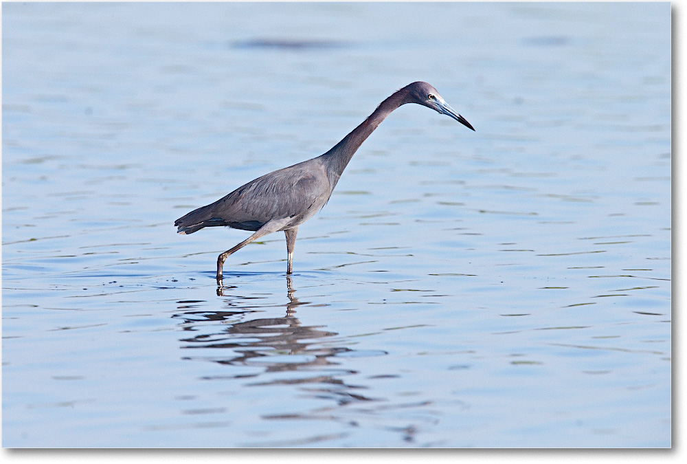LittleBlueHeron-Chincoteague-2014June_1DXA0698 copy