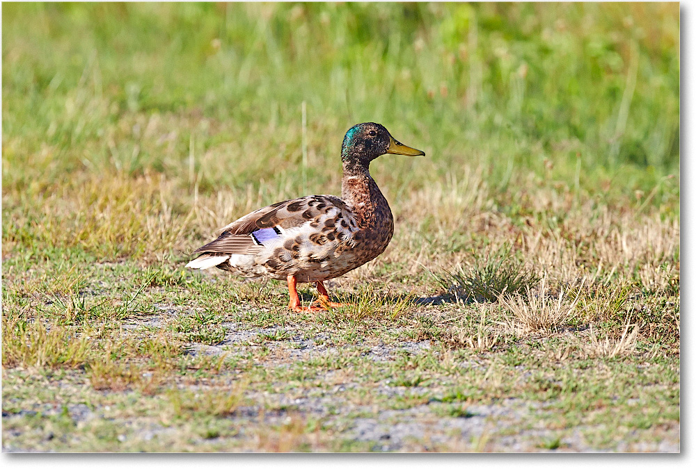 MallardTealX-ChincoteagueNWR-2014June_2DXA0519 copy