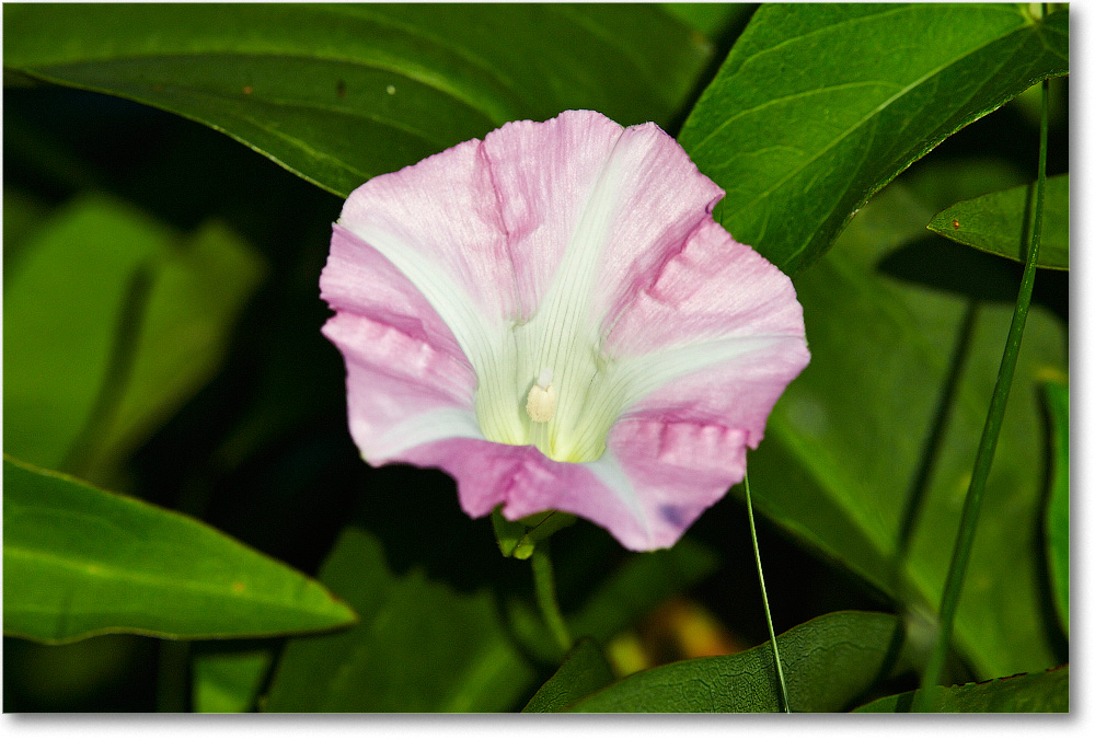 MorningGlory-Assateague-2014June_1DXA0664 copy