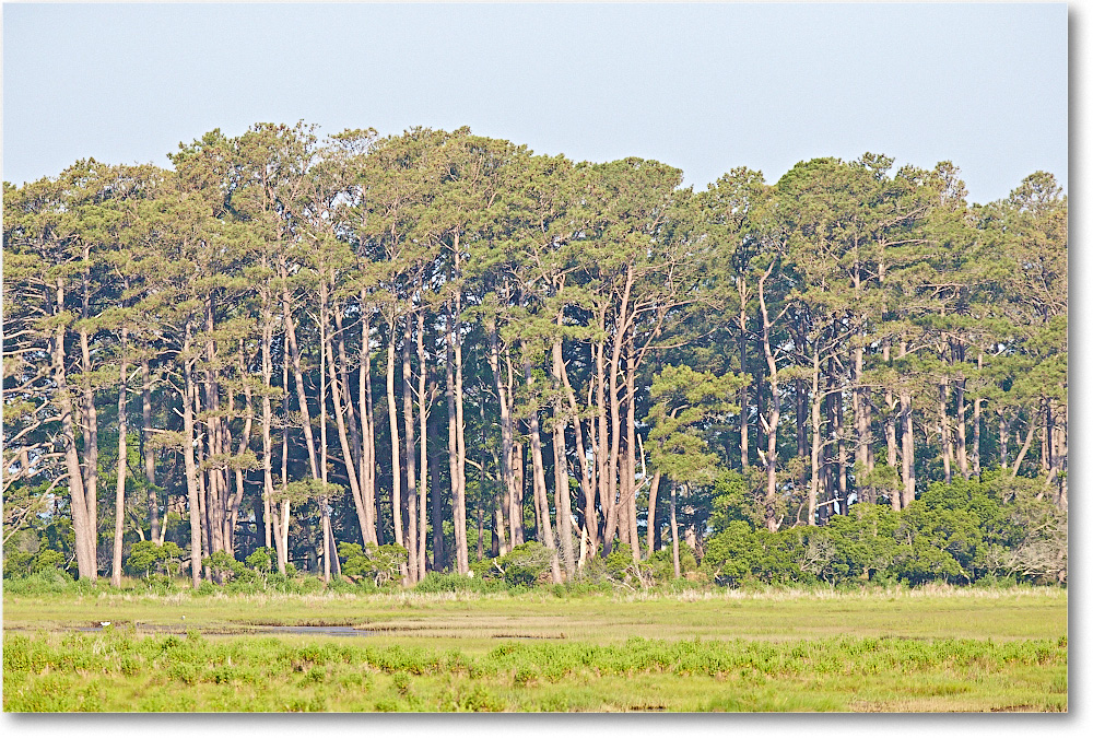 Overlook-ChincoteagueNWR-2014June_2DXA0520 copy