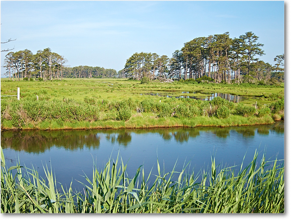 Overlook-ChincoteagueNWR-2014June_IMG_2735 copy