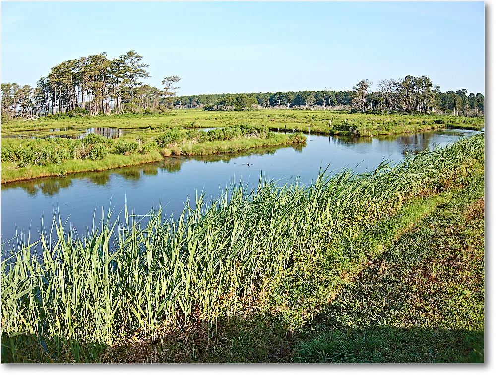Overlook-ChincoteagueNWR-2014June_IMG_2736 copy