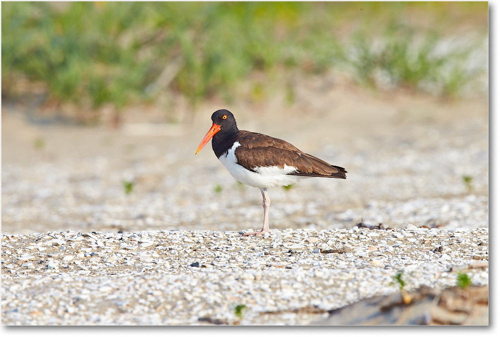 Oystercatcher-Assateague-2014June_1DXA0707 copy