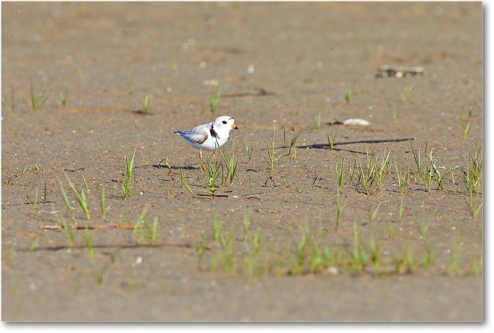 PipingPlover-Assateague-2014June_1DXA0701 copy