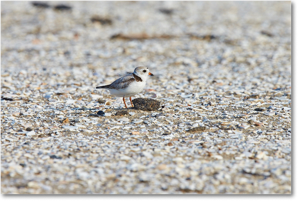 PipingPlover-Assateague-2014June_1DXA0709 copy
