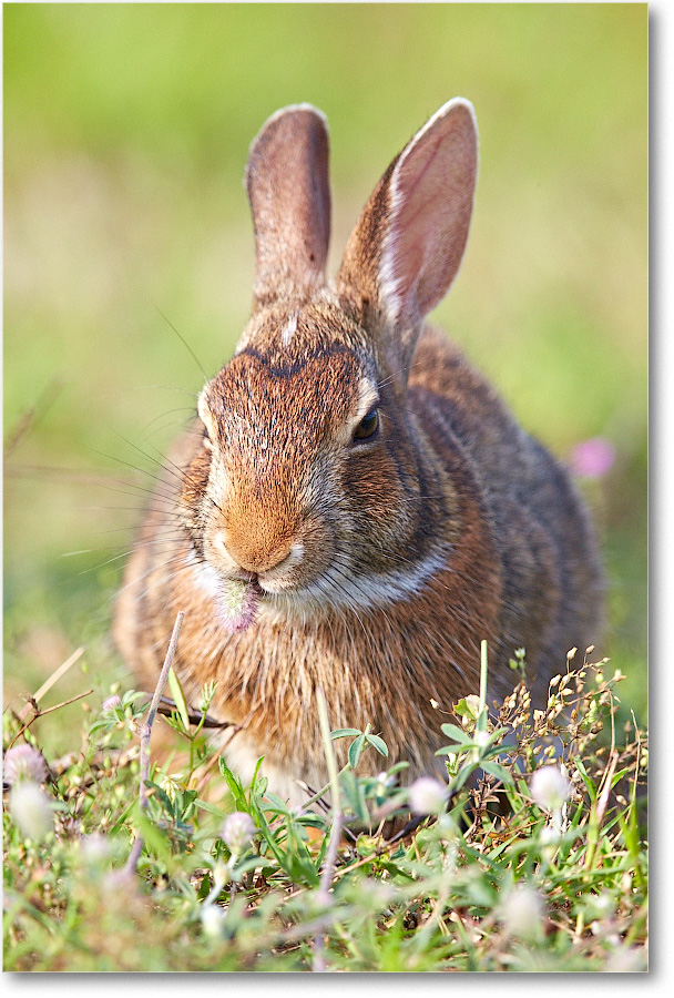 Rabbit-ChincoteagueNWR-2014June_1DXA0391 copy