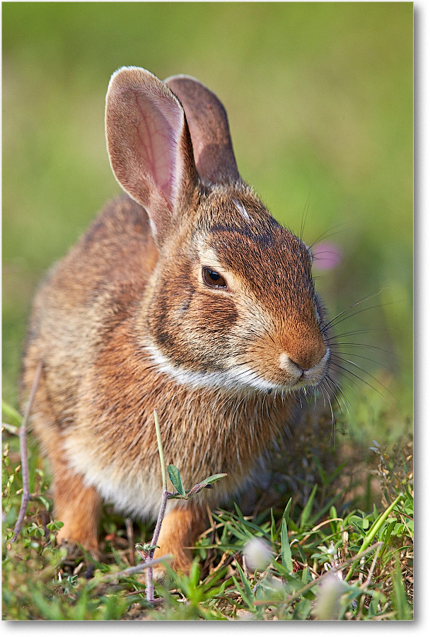 Rabbit-ChincoteagueNWR-2014June_1DXA0396 copy