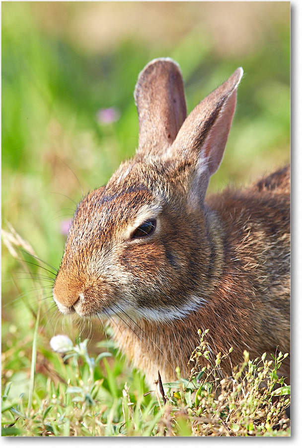 Rabbit-ChincoteagueNWR-2014June_1DXA0408 copy