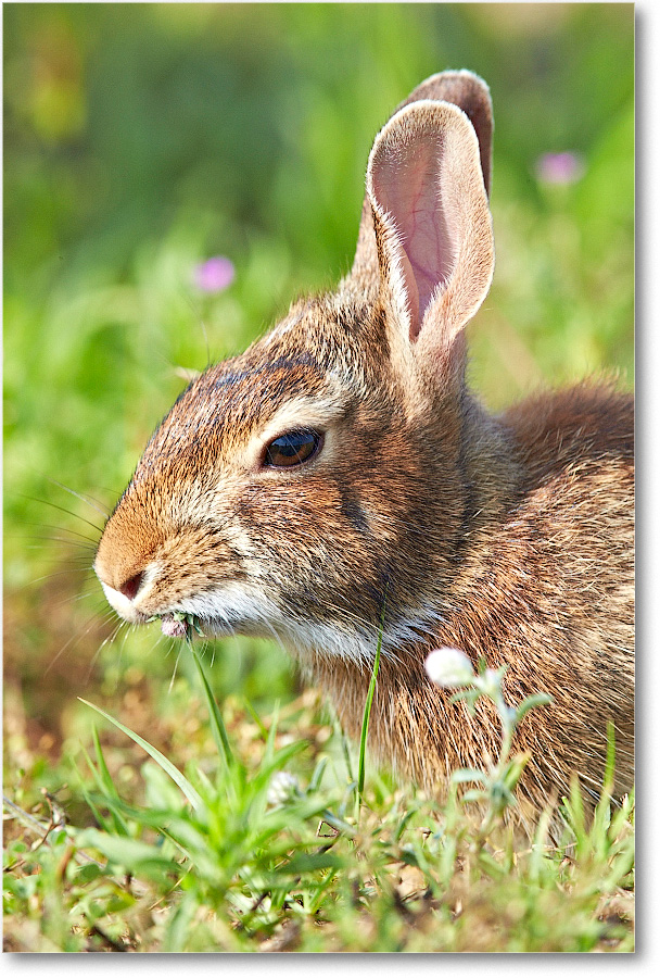 Rabbit-ChincoteagueNWR-2014June_1DXA0409 copy