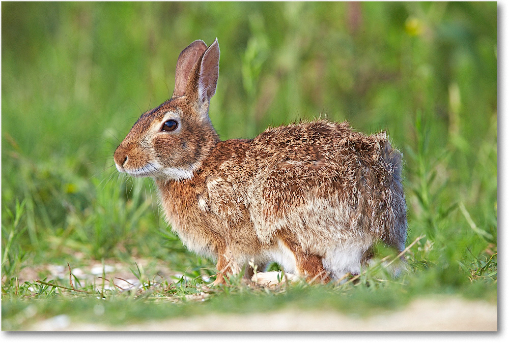 Rabbit-ChincoteagueNWR-2014June_1DXA0419 copy